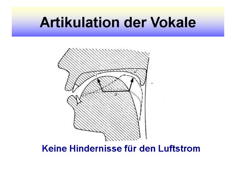 Artikulation der Vokale Keine Hindernisse für den Luftstrom